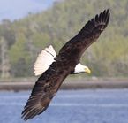 Bald eagles