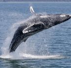 Humpback whale