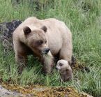A mother bear and her cub