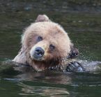 Grizzly bear swimming