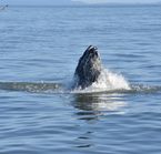Baleine à bosse