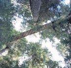 Ziptrek Whistler