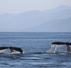 Queues de baleines