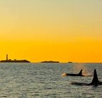 Safari aux orques - Victoria, BC