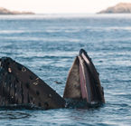 Aggrandir la photo 3