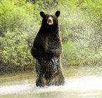 Photo Safari Wells Gray