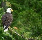 Photo Safari Wells Gray