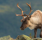Caribou