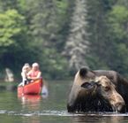 Orignal dans le parc de la Jacques-Cartier