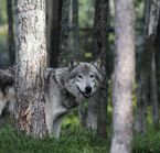 Gray Wolf in Omega Park, Montebello, Outaouais