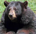 Black Bear in Omega Park, Montebello, Outaouais