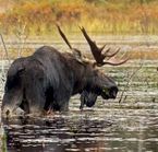 The moose, emblematic animal 