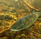 Atlantic Salmon