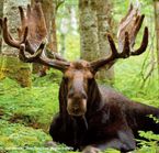 Moose of the Matane Wildlife Reserve