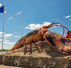 Shediac Lobsters