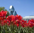 Ottawa tulips