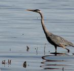 Great blue heron in Oka Park