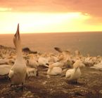 Northern Gannet colony on Île Bonaventure