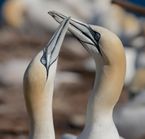 Northern Gannet on Île Bonaventure