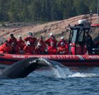 Whale watching by zodiac, Tadoussac