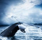 Tadoussac, whale-watching capital of the world