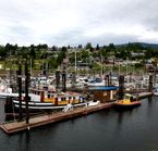 Gibsons