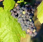 L'Okanagan et ses vignobles - © DollarPhotoClub, TreePhoto