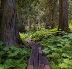 Ancient Forest Trail (CHUN T’OH WHUDUJUT) 