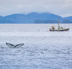 Whales watching