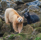 Great Bear Rainforest
