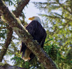 Faune sauvage canadienne