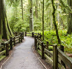 Cathedral Grove 