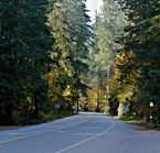 Cathedral Grove, Route Highway 4