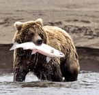 Pêche au saumon à Fish Creek,© DollarPhotoClub, Stuckreed