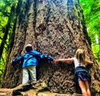 Cathedral Grove