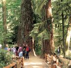 Cathedral Grove, MacMillan Provincial Park