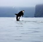 Whale watching