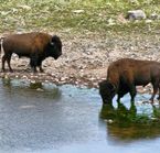 Buffalo in Waterton Lakes National Park