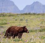 The black bear