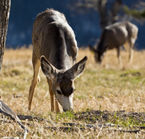 Deer 