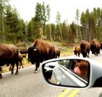 Bison on the road in Hayden Valley