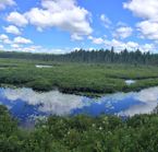 Spruce bog