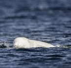 Belugas