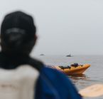Whales watching