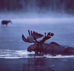 Moose in Gaspesie National Park