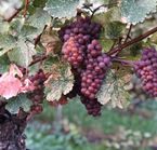 Vignobles de l'Okanagan