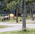 Camping du Mont Whistlers - Wapiti
