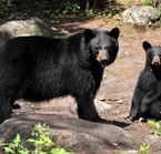 Observation des ours