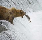 Ours Grizzly