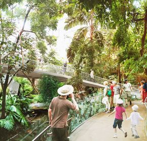 Tropical Forest